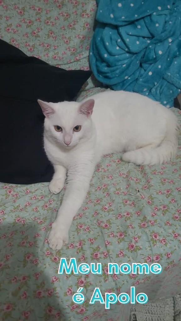 Apolo, gato de porte pequeno para adoção em Brasília - DF