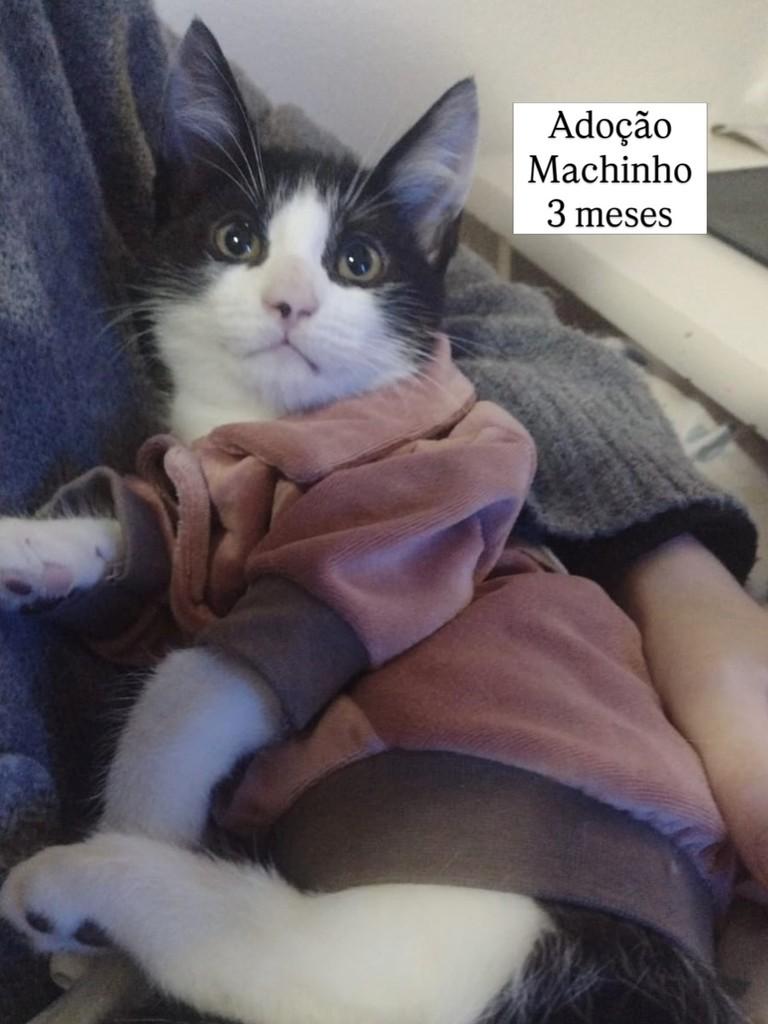 Batman, gato de porte pequeno para adoção em Botucatu - SP