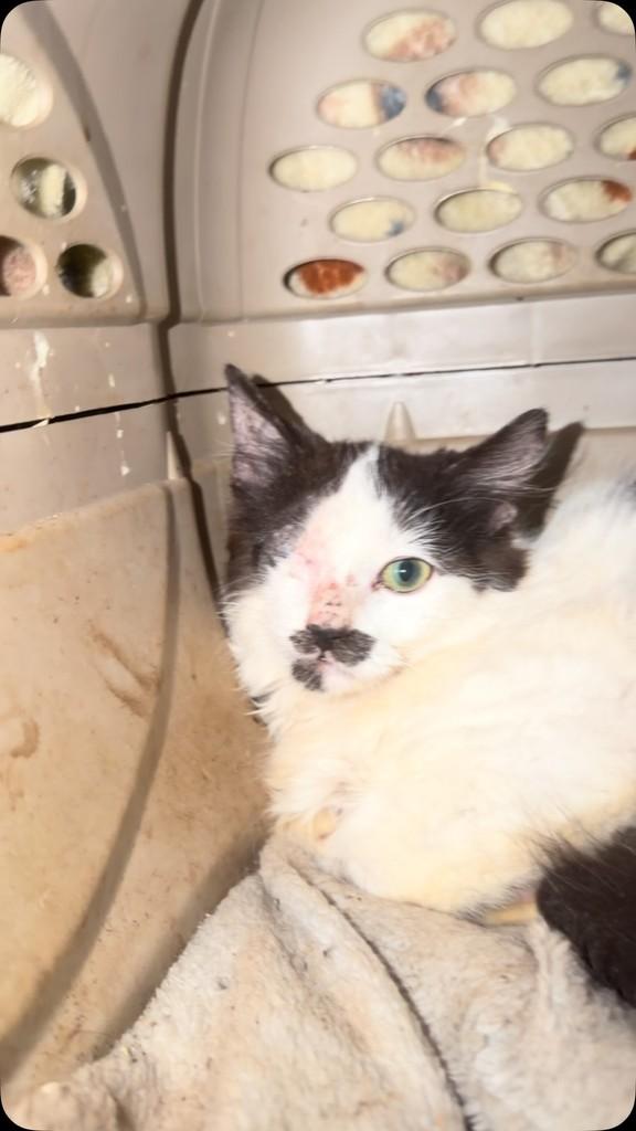 Maria Catarina, gato de porte pequeno para adoção em Botucatu - SP