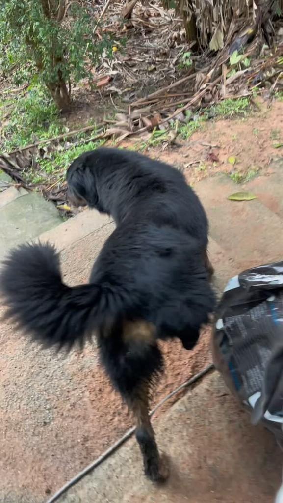 Buddy, cachorro de porte grande para adoção em Mairiporã - SP