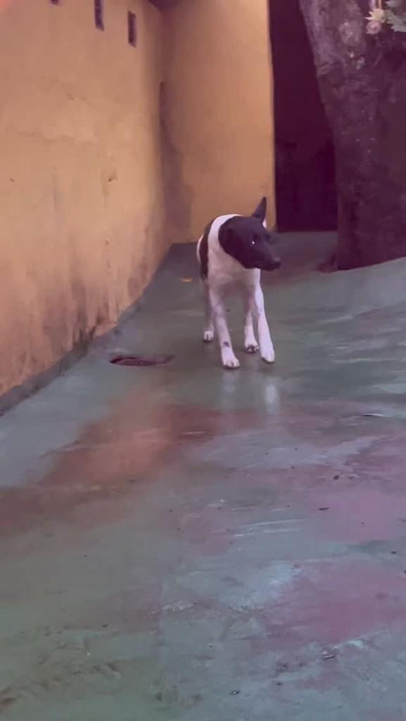 Branquinho, cachorro de porte médio para adoção em Mairiporã - SP