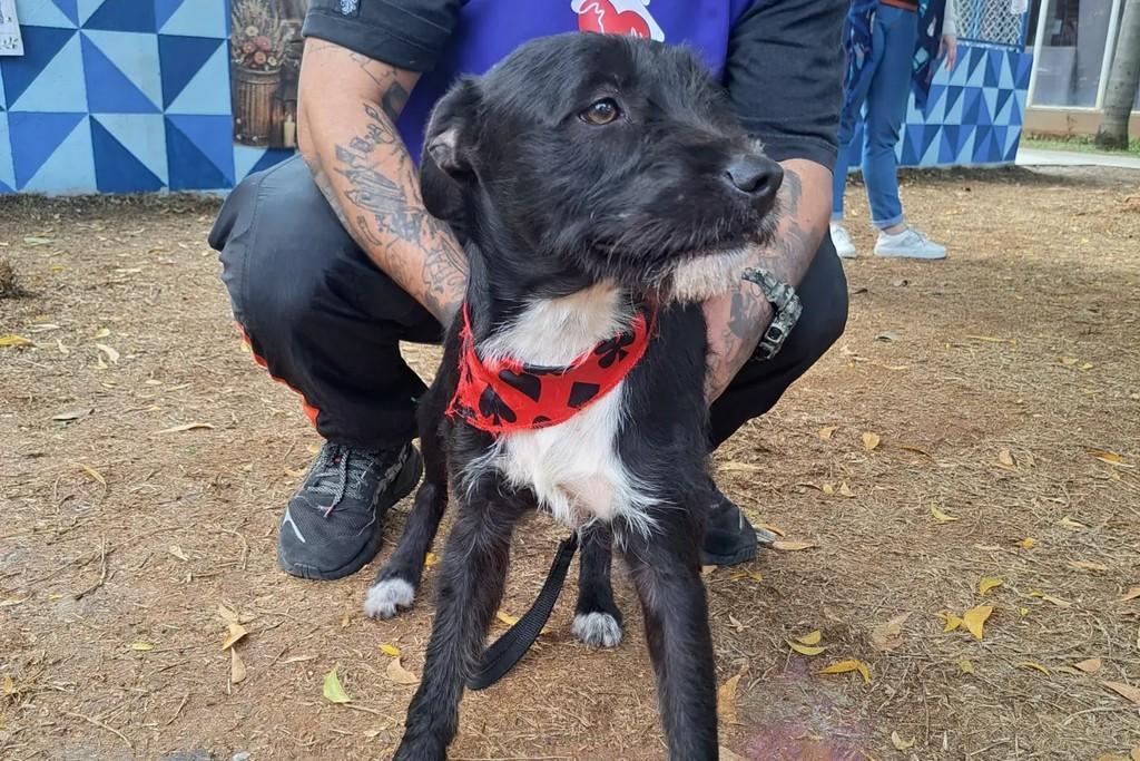 Buda, cachorro de porte médio para adoção em Mairiporã - SP