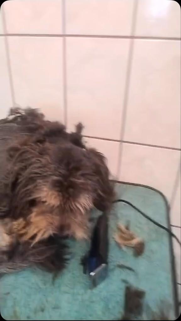 Fred, cachorro de porte pequeno para adoção em Mairiporã - SP