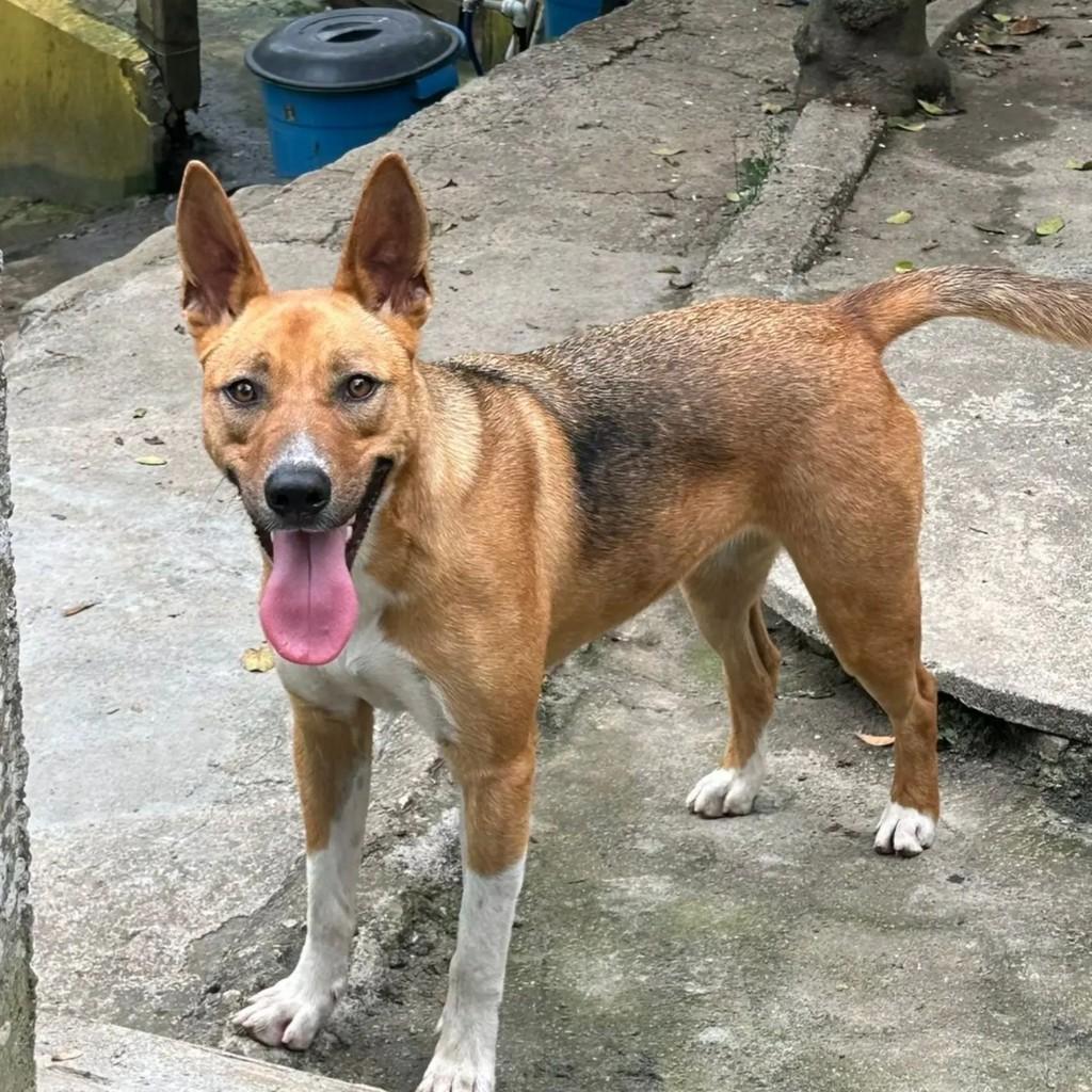 Dolly, cadela de porte grande para adoção em Mairiporã - SP