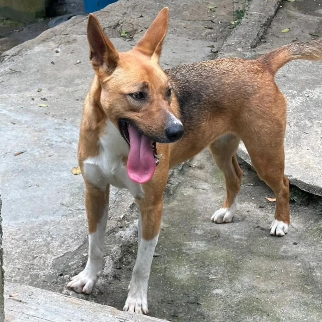 Dolly, cadela de porte grande para adoção em Mairiporã - SP — foto 2 de 3