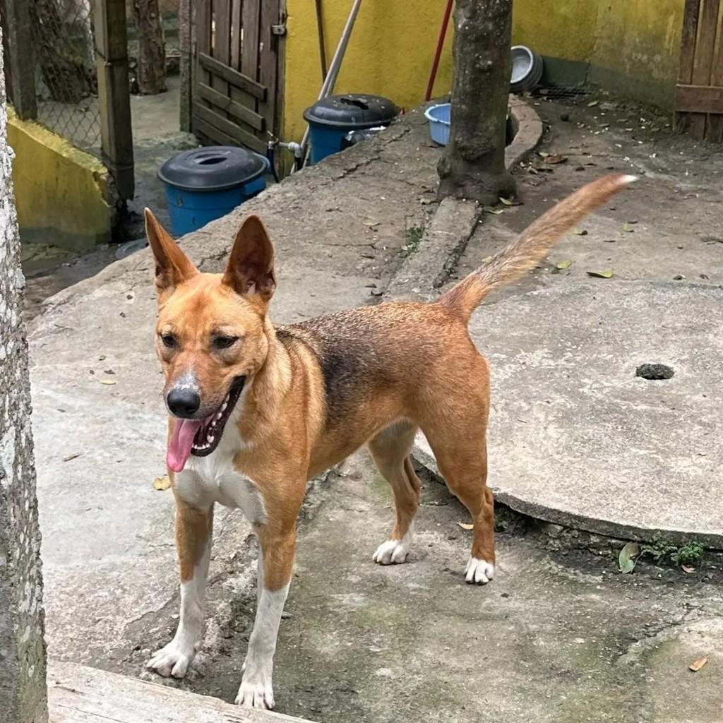 Dolly, cadela de porte grande para adoção em Mairiporã - SP — foto 3 de 3