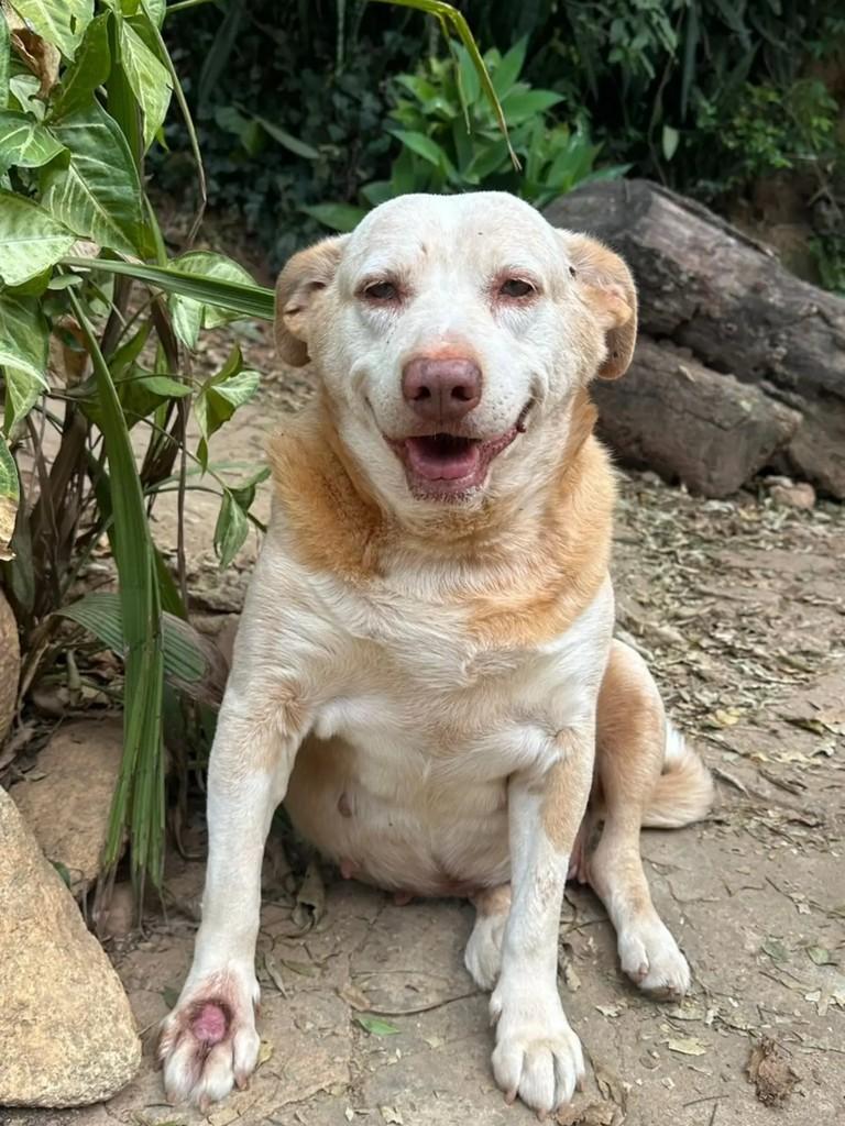 Margô, cadela de porte grande para adoção em Mairiporã - SP