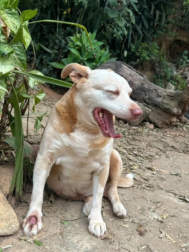 Margô, cadela de porte grande para adoção em Mairiporã - SP — foto 2 de 3