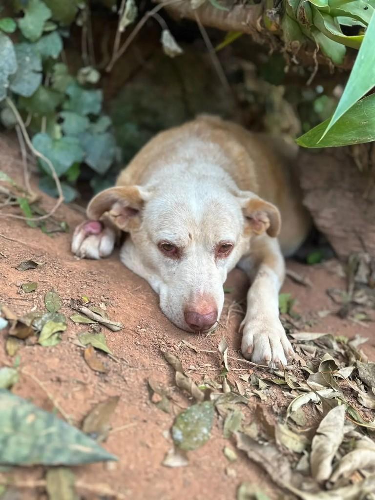 Margô, cadela de porte grande para adoção em Mairiporã - SP — foto 3 de 3