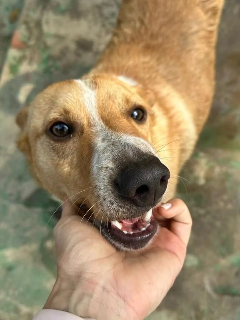Jhonny, cachorro de porte médio para adoção em Mairiporã - SP
