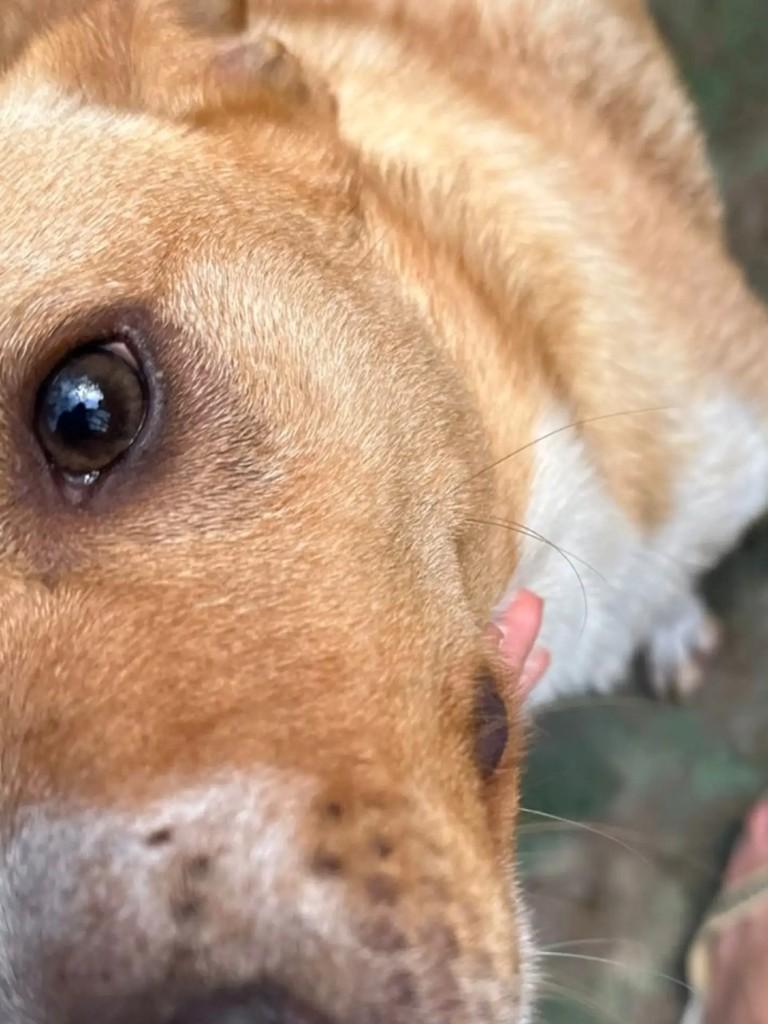 Jhonny, cachorro de porte médio para adoção em Mairiporã - SP — foto 2 de 5