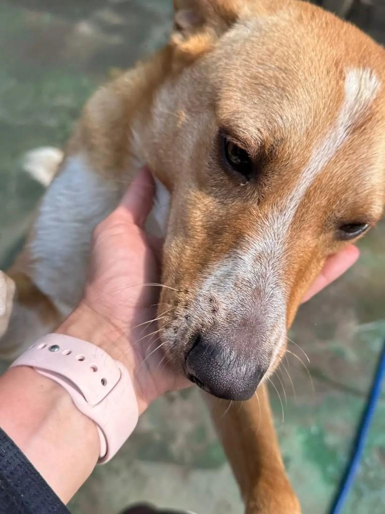Jhonny, cachorro de porte médio para adoção em Mairiporã - SP — foto 3 de 5