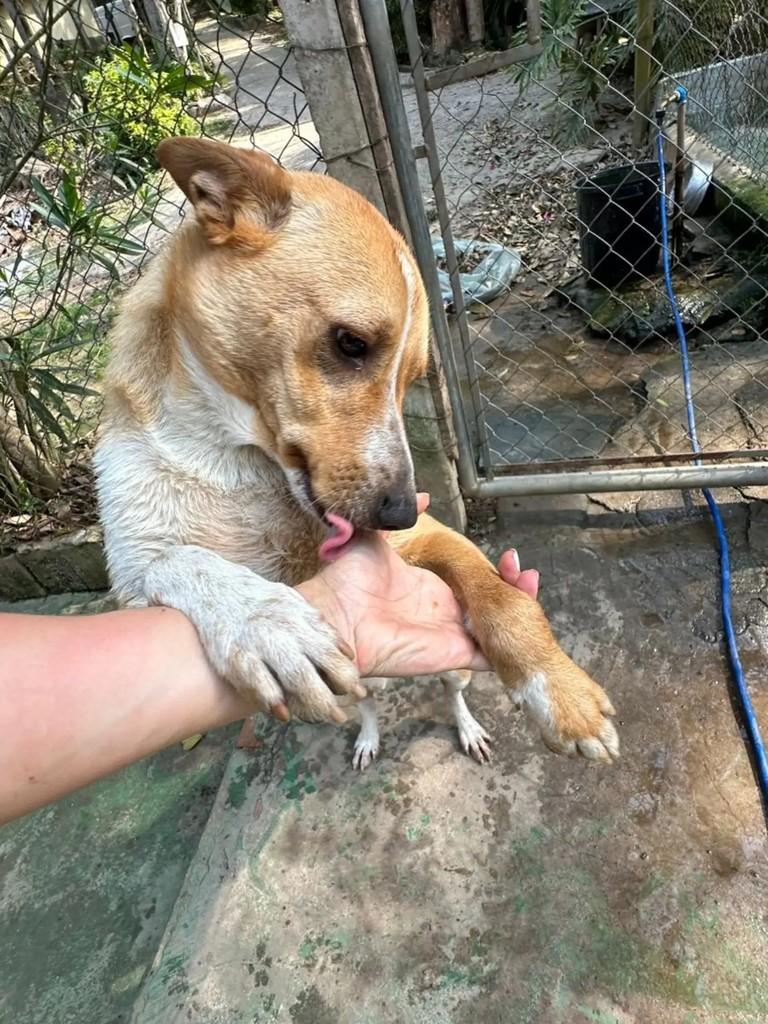 Jhonny, cachorro de porte médio para adoção em Mairiporã - SP — foto 4 de 5
