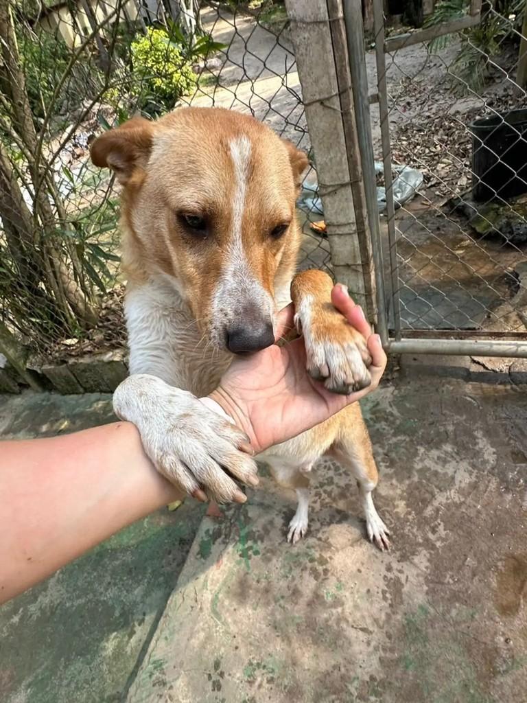 Jhonny, cachorro de porte médio para adoção em Mairiporã - SP — foto 5 de 5