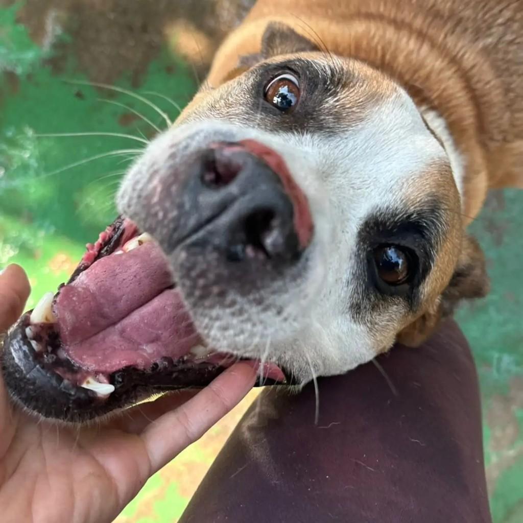 Rodolfo, cachorro de porte médio para adoção em Mairiporã - SP