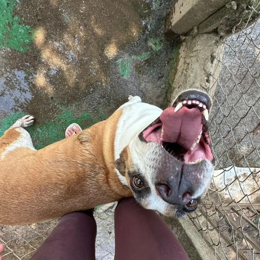 Rodolfo, cachorro de porte médio para adoção em Mairiporã - SP — foto 2 de 7