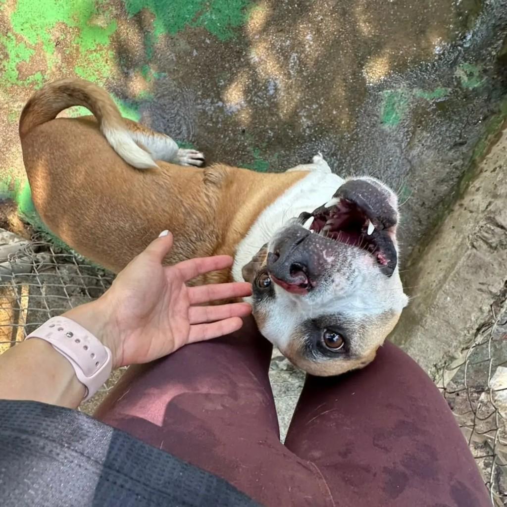 Rodolfo, cachorro de porte médio para adoção em Mairiporã - SP — foto 3 de 7