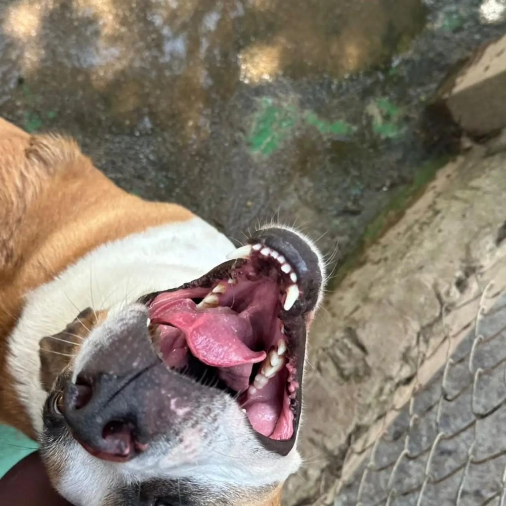 Rodolfo, cachorro de porte médio para adoção em Mairiporã - SP — foto 5 de 7