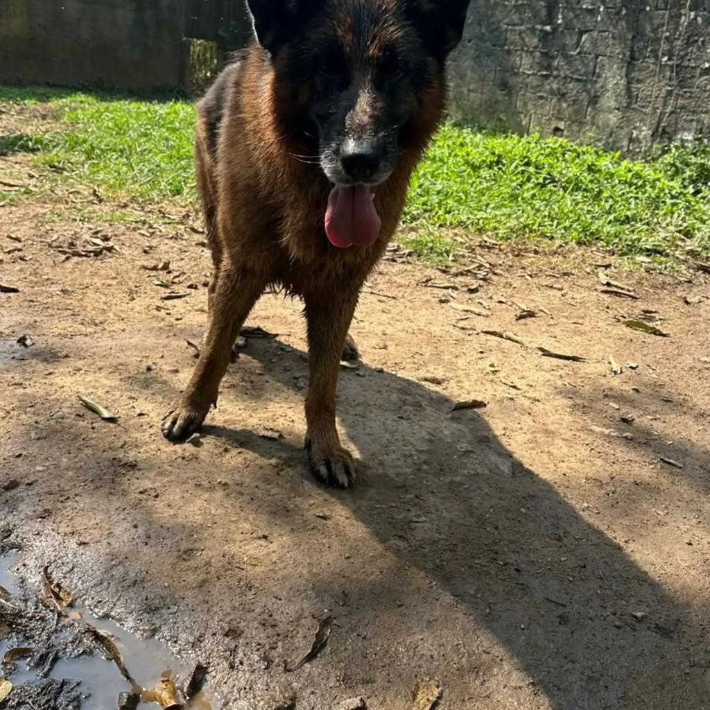 Eros, cachorro de porte grande para adoção em Mairiporã - SP