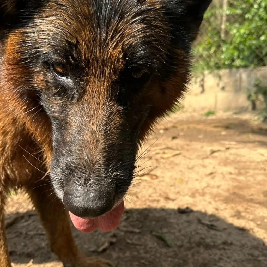 Eros, cachorro de porte grande para adoção em Mairiporã - SP — foto 2 de 4