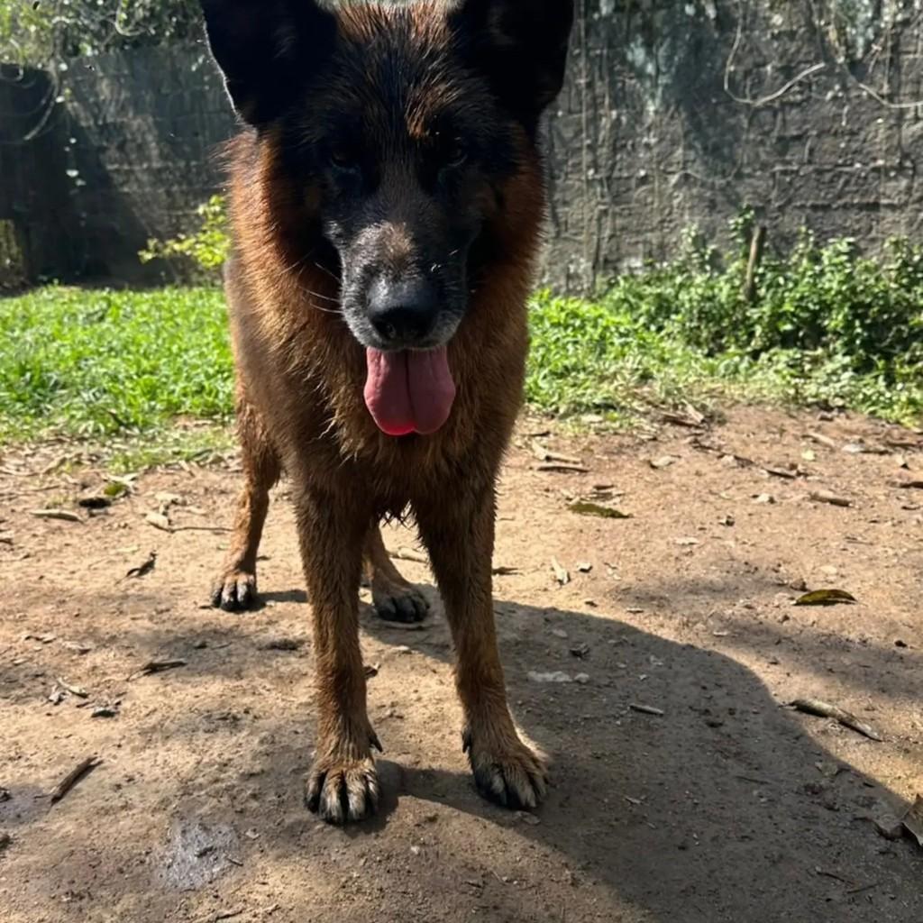 Eros, cachorro de porte grande para adoção em Mairiporã - SP — foto 3 de 4