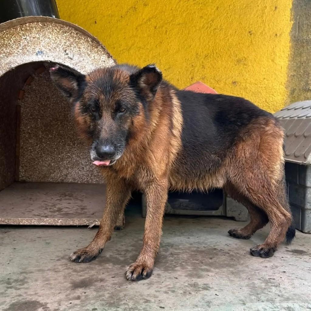 Eros, cachorro de porte grande para adoção em Mairiporã - SP — foto 4 de 4