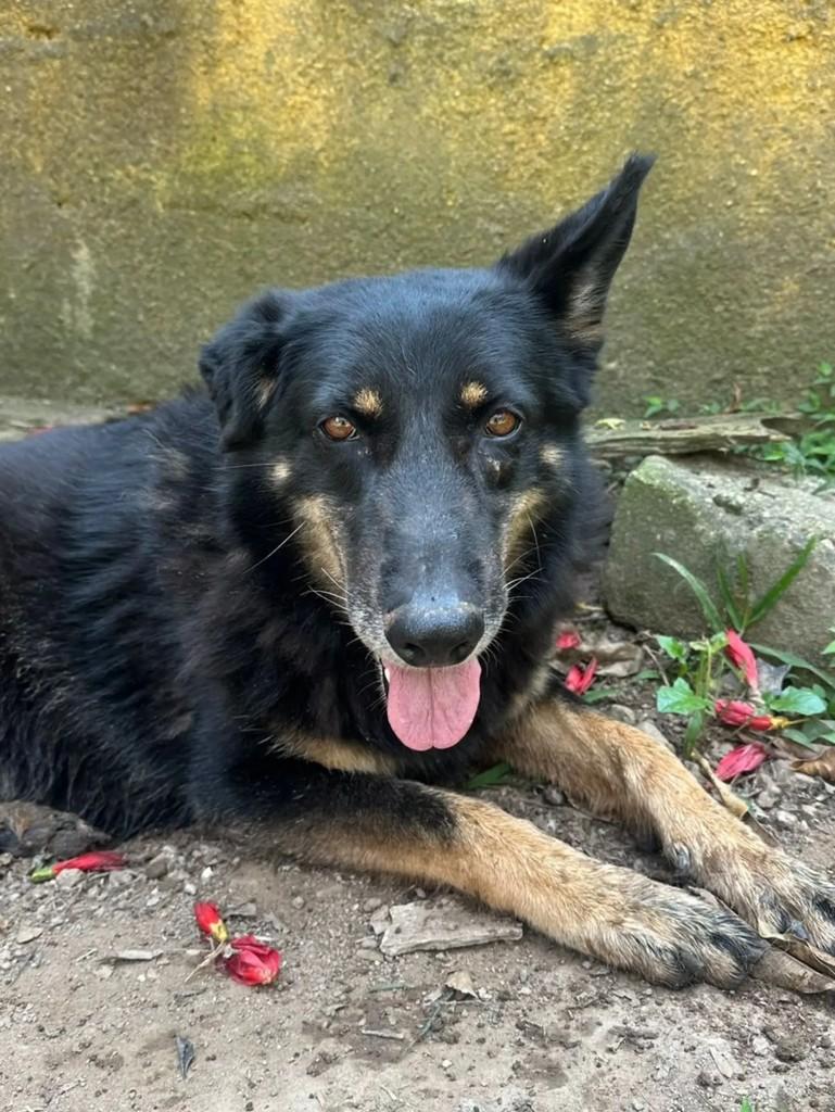 Diana, cachorro de porte médio para adoção em Mairiporã - SP
