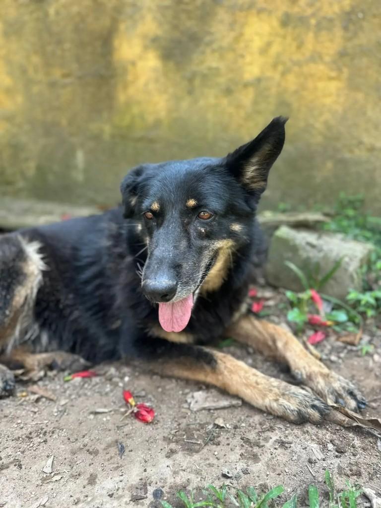 Diana, cachorro de porte médio para adoção em Mairiporã - SP — foto 2 de 3