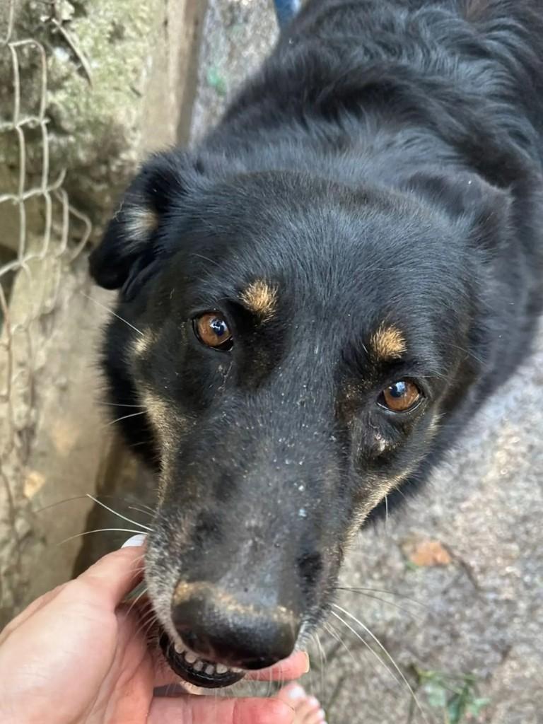 Diana, cachorro de porte médio para adoção em Mairiporã - SP — foto 3 de 3
