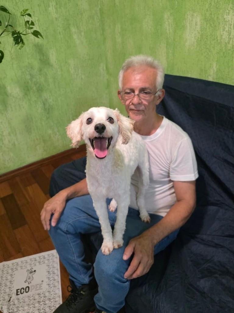Bolt, cachorro de porte pequeno para adoção em São Paulo - SP
