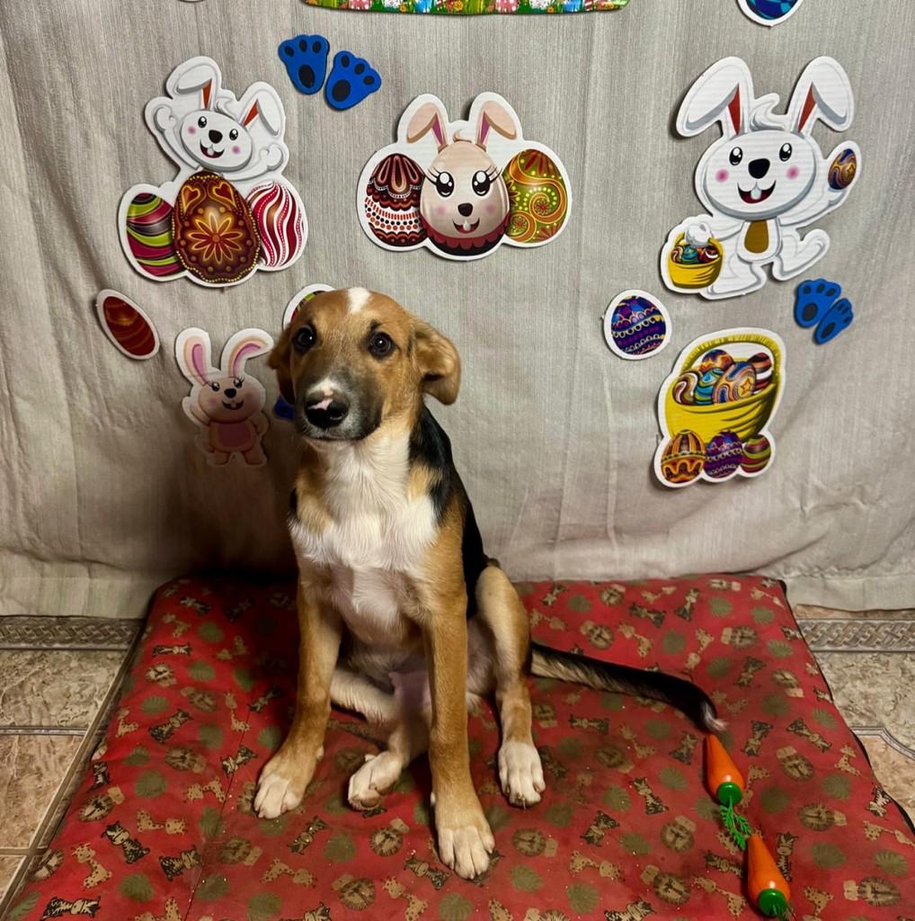Nero, cachorro de porte médio para adoção em São Paulo - SP
