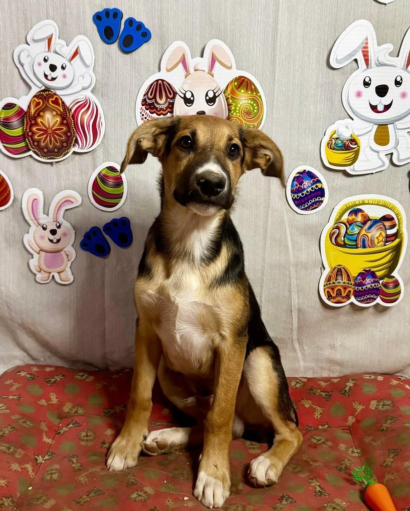 Lord, cachorro de porte médio para adoção em São Paulo - SP