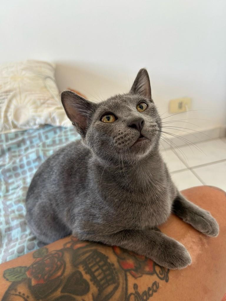 Charlie, gato para adoção em São Paulo - SP