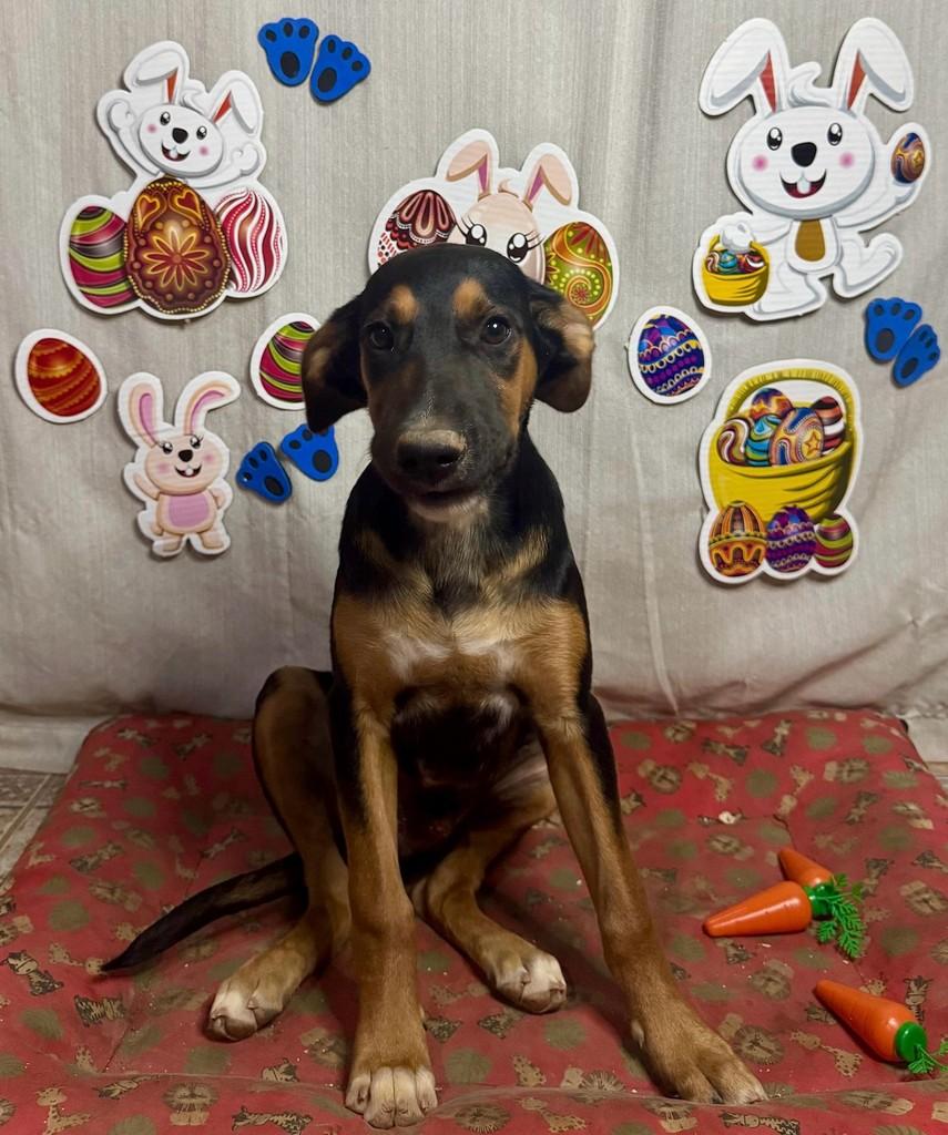 Latrell, cachorro de porte médio para adoção em São Paulo - SP