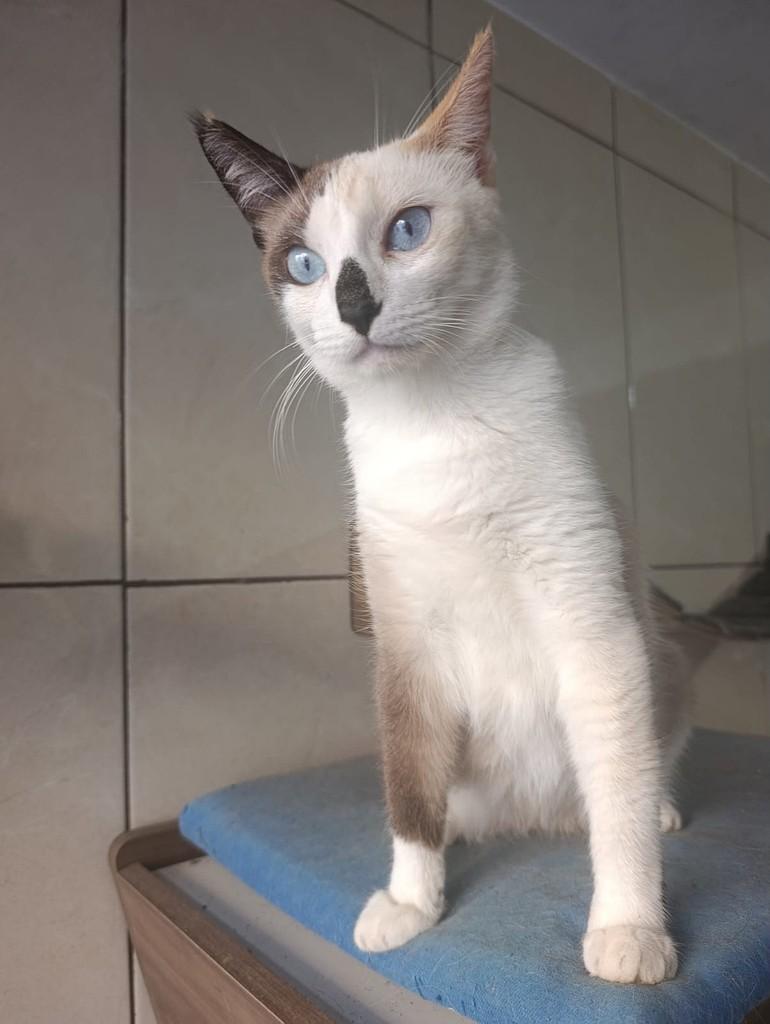 Saanvi, gata de porte pequeno para adoção em São Paulo - SP