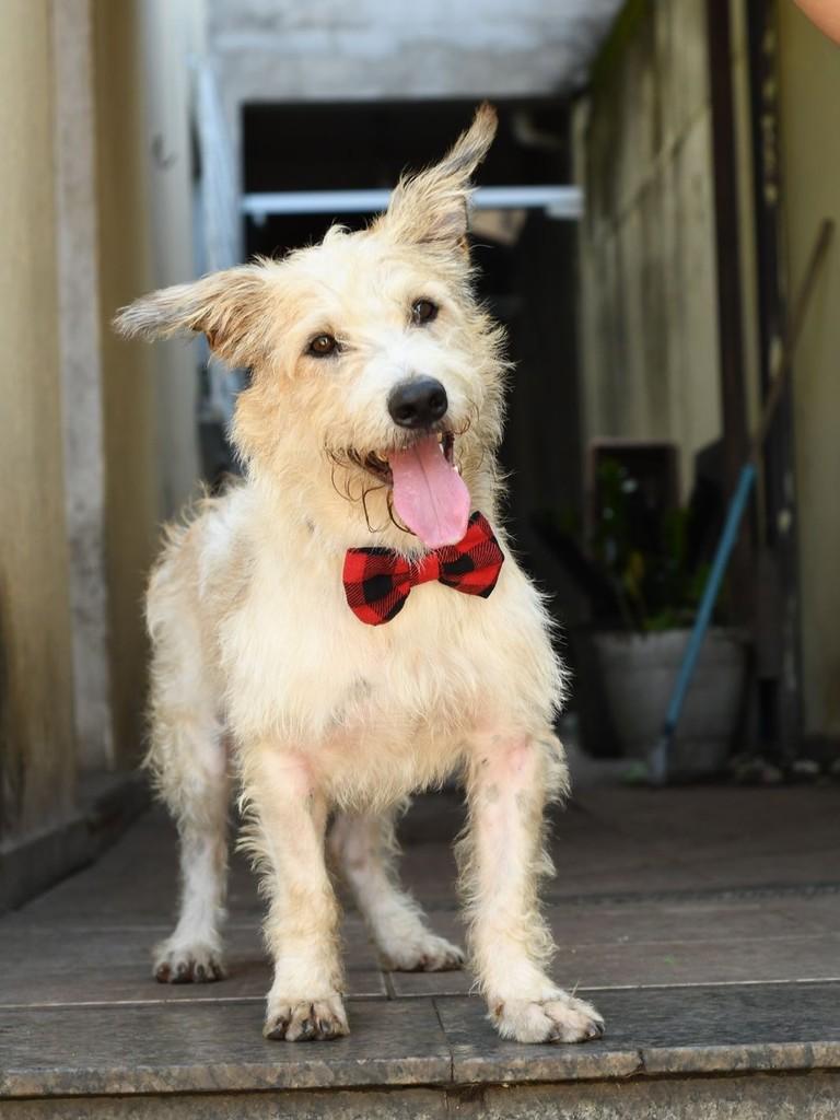 Zeca, cachorro de porte médio para adoção em Guarulhos - SP