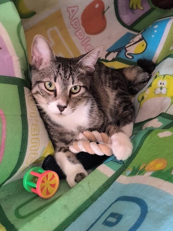 Spooky, gato de porte pequeno para adoção em São Paulo - SP