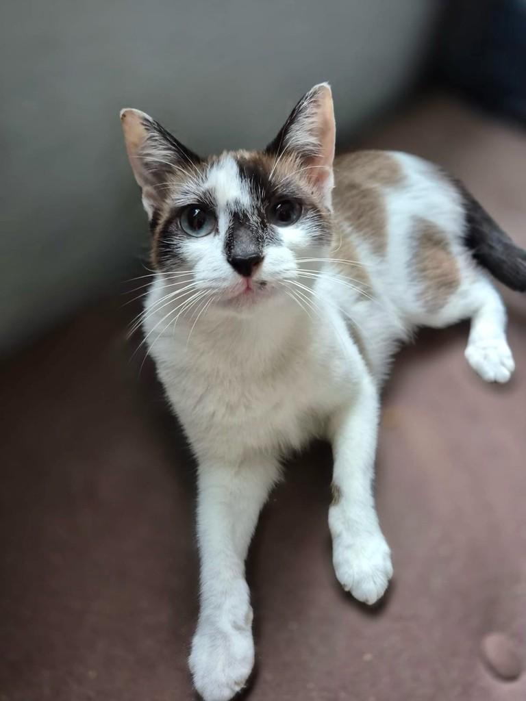 Turquesa, gata de porte pequeno para adoção em Santo André - SP