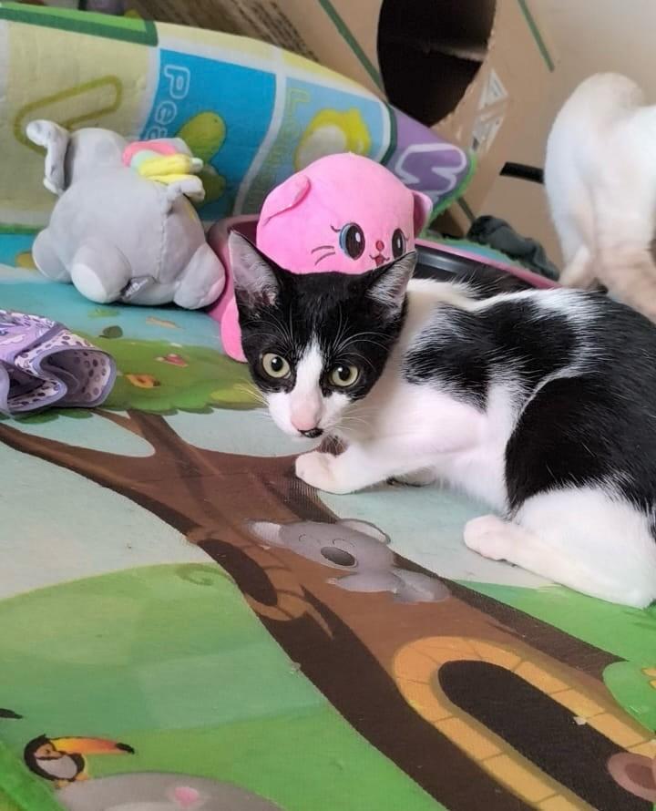 Dali, gato de porte pequeno para adoção em São Paulo - SP