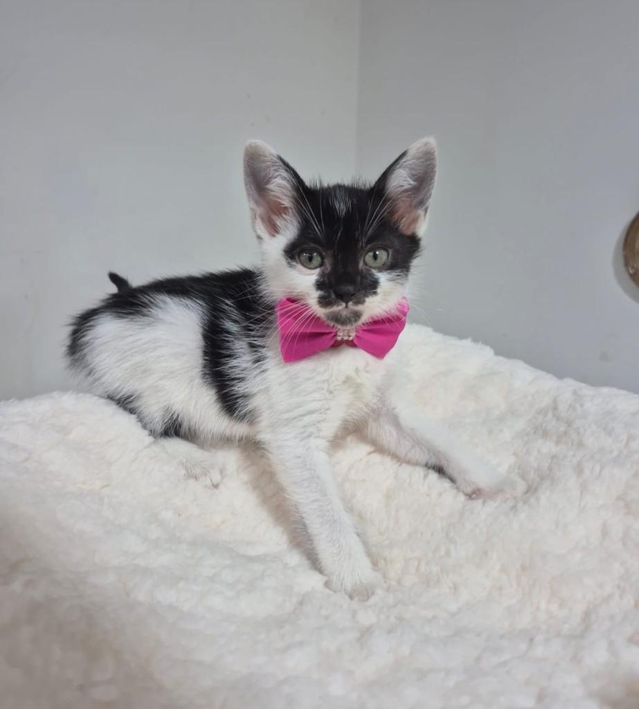 Layla, gata de porte pequeno para adoção em Santo André - SP