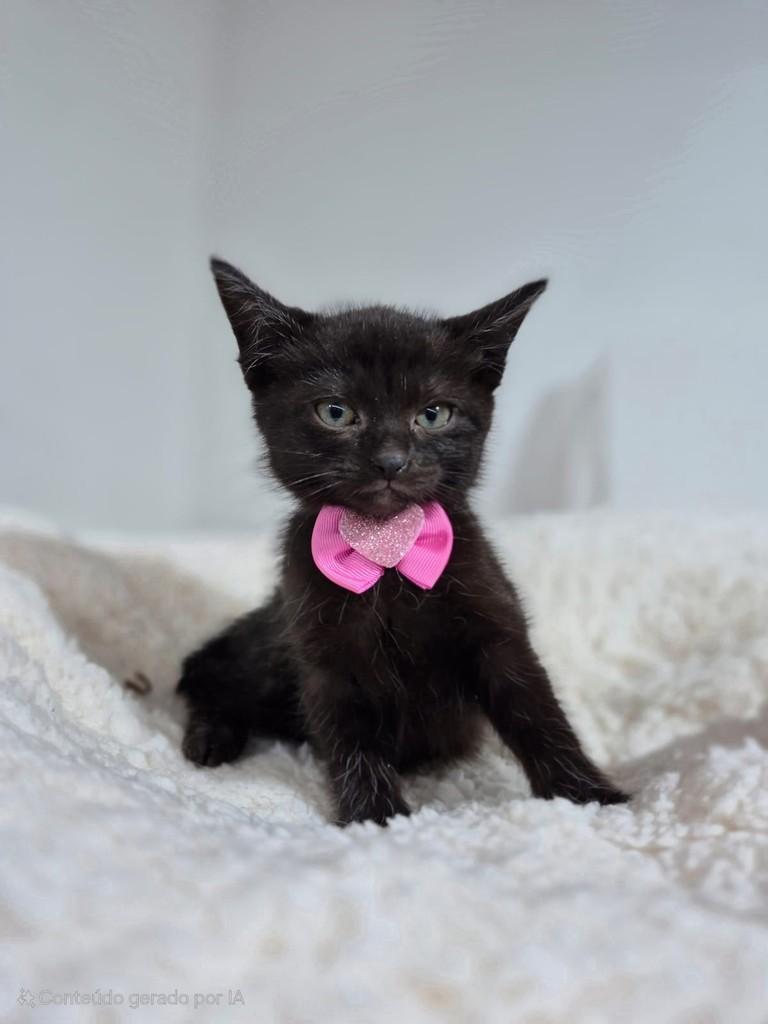 Cindy, gata de porte pequeno para adoção em Santo André - SP