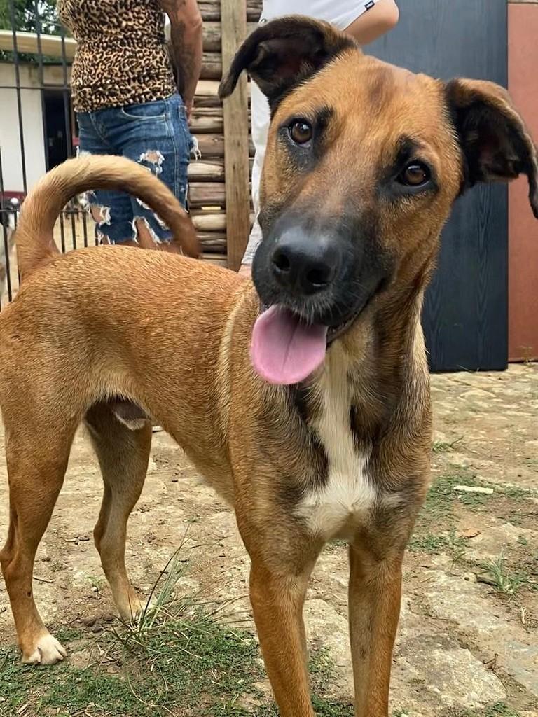 Dudu, cachorro de porte médio para adoção em São Paulo - SP
