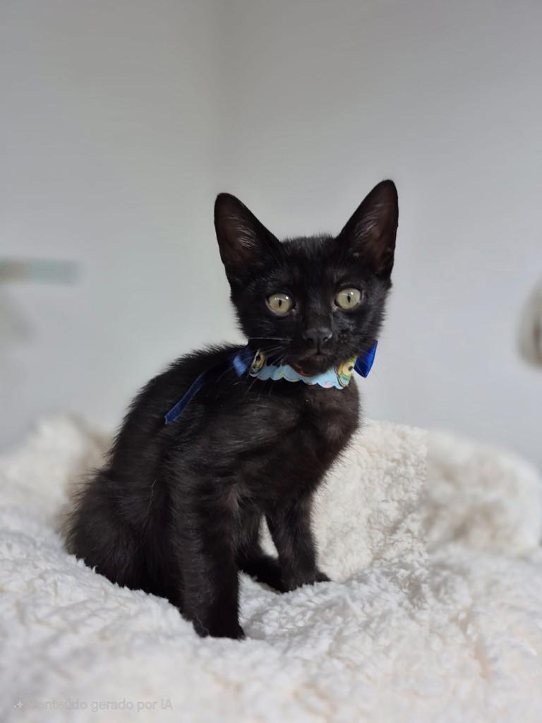 Cleyton, gato de porte pequeno para adoção em Santo André - SP