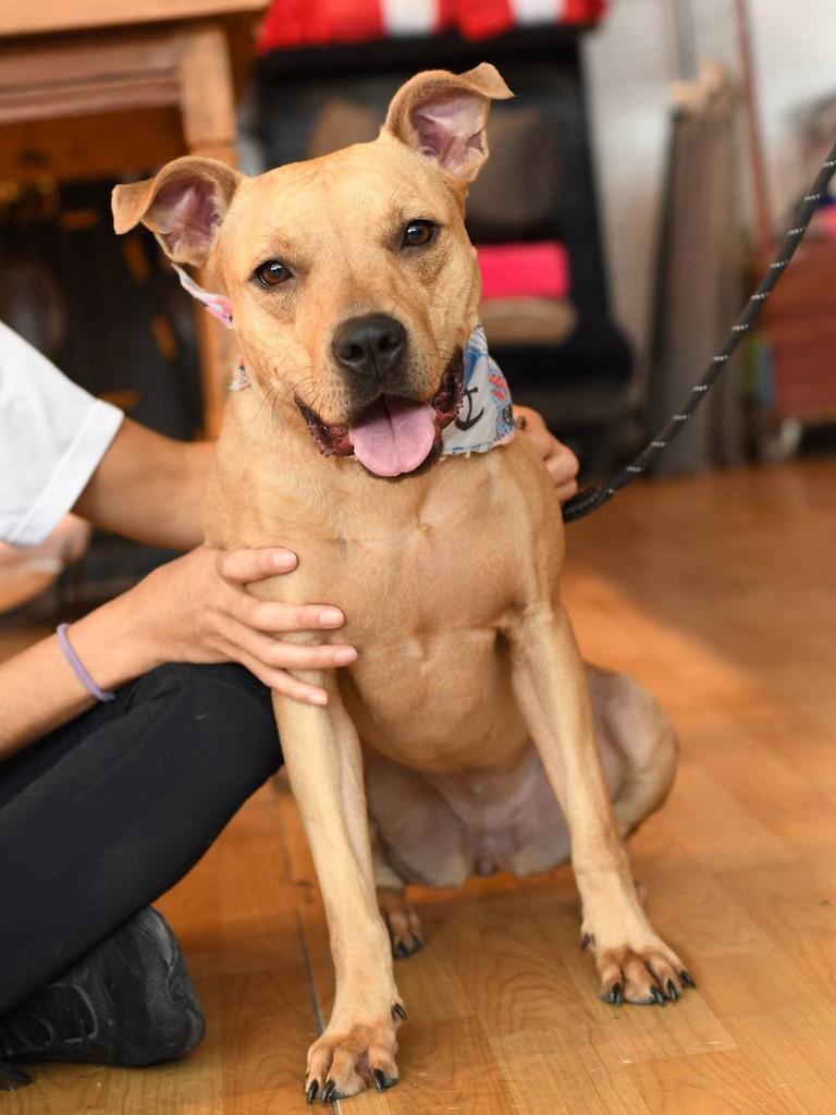 Melissa, cachorro de porte médio para adoção em São Paulo - SP