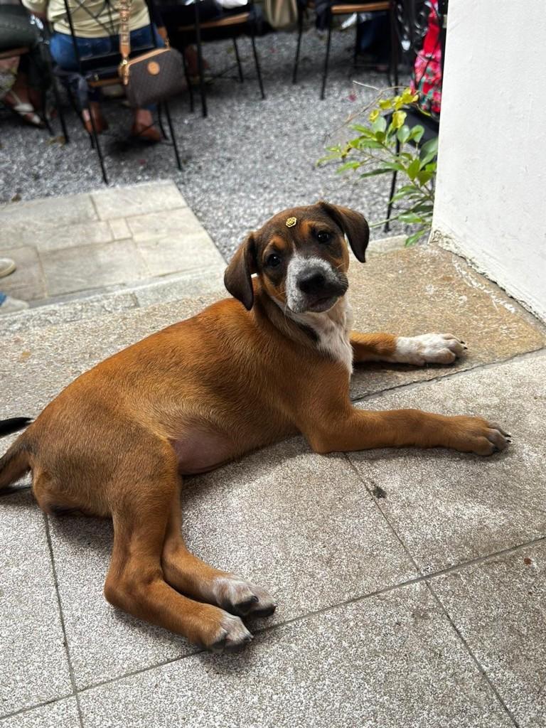 Samantha, cachorro de porte grande para adoção em São Paulo - SP