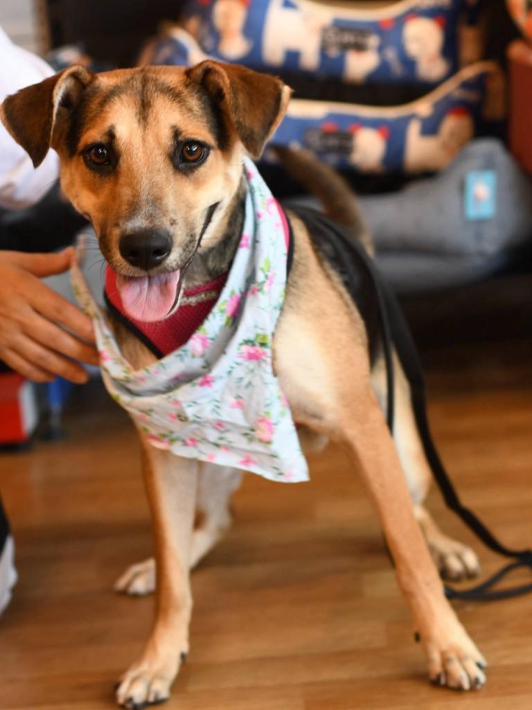 Pipoca, cadela de porte médio para adoção em São Paulo - SP
