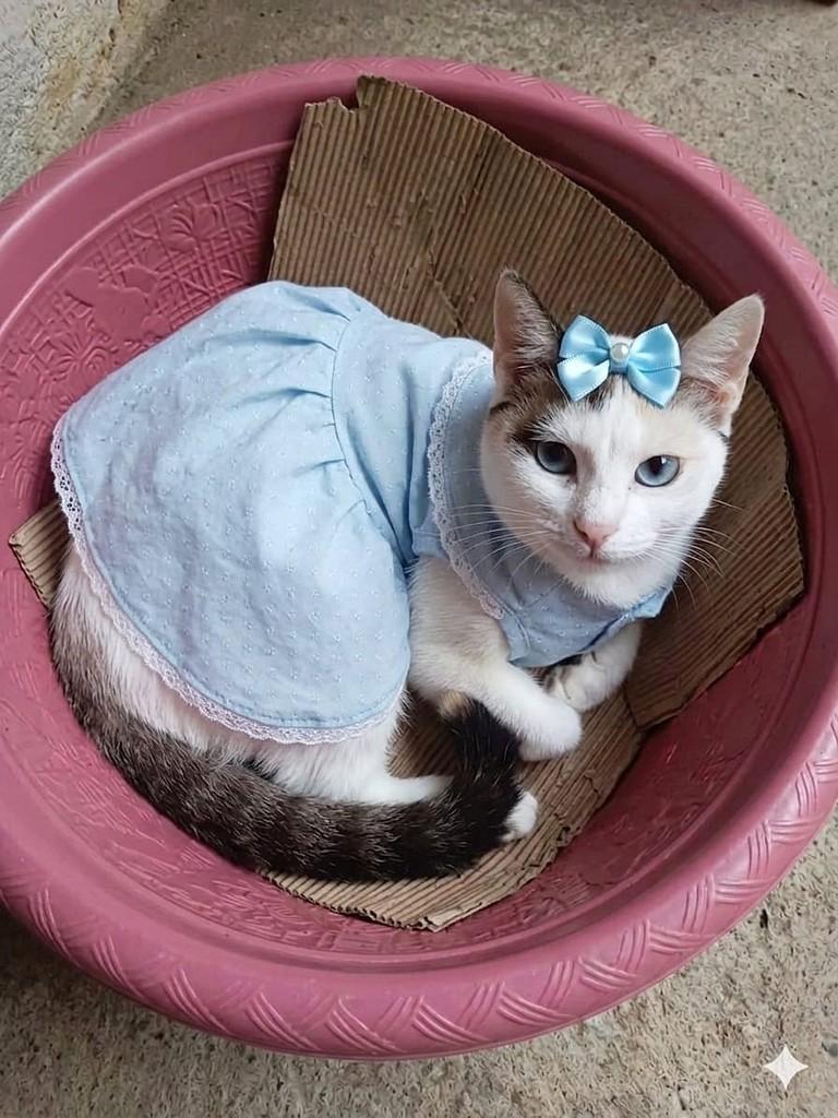 Ofélia, gata de porte pequeno para adoção em São Paulo - SP