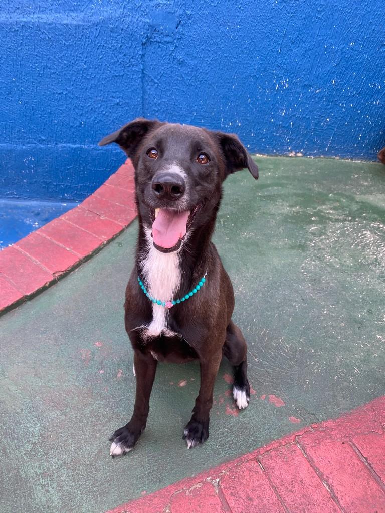 Dora, cadela de porte médio para adoção em São Caetano do Sul - SP