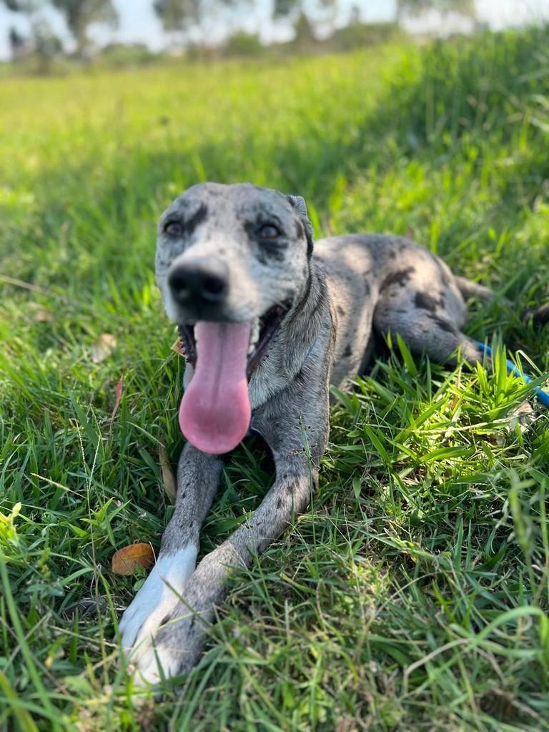 Sheldon, cachorro de porte médio para adoção em Suzano - SP