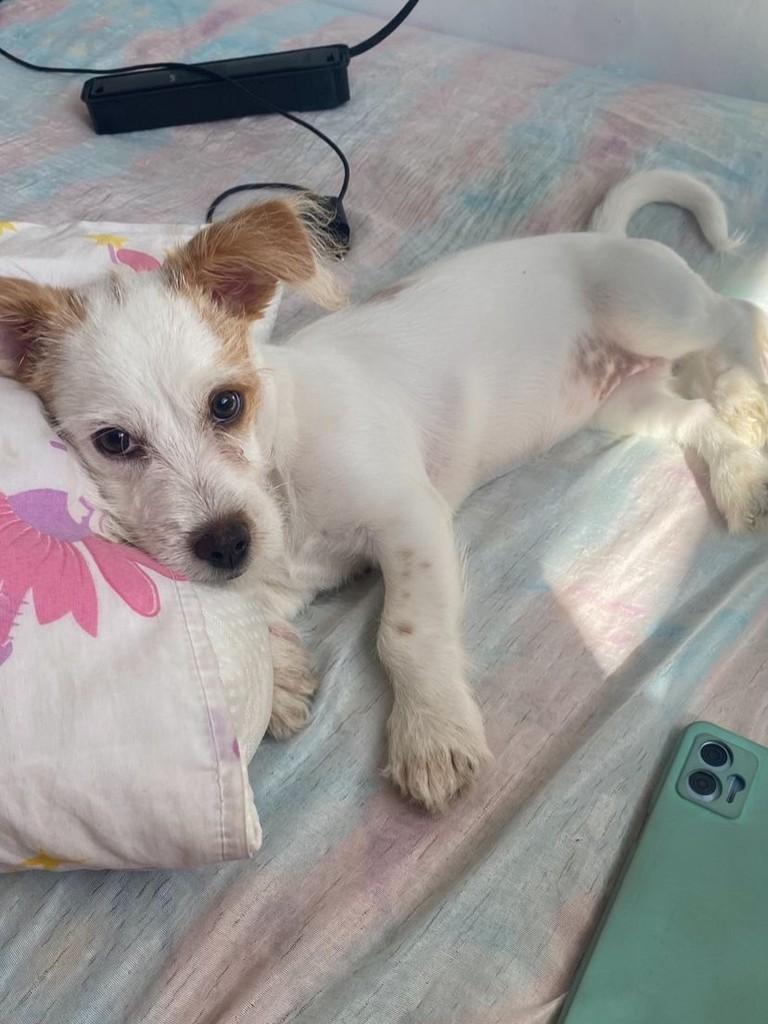 Lyra, cachorro de porte pequeno para adoção em São Paulo - SP